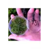 Erect Moss Kutu Canlı Bitki