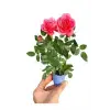 Fırça Çalısı+ Pembe Begonvil+ Gül Fidanı Hediyeli