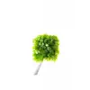 Fissidens Miroshaki Moss Cup Canlı Bitki
