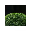 Fissidens Miroshaki Moss Cup Canlı Bitki