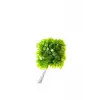 Fissidens Miroshaki Moss Cup Canlı Bitki