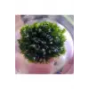 Fissidens Miroshaki Moss Cup Canlı Bitki