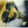 Foldscope Cep Mikroskobu Kaşif Seti
