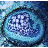 Foldscope Cep Mikroskobu Kaşif Seti