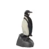 Galapagos Penguen