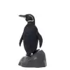 Galapagos Penguen