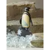 Galapagos Penguen Biblosu