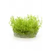 Gratiola Viscidula In Vitro Cup Canlı Bitki