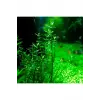 Gratiola Viscidula In Vitro Cup Canlı Bitki