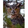 Great Horned Owl Journal