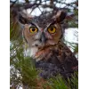 Great Horned Owl Journal