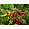 Guppy Gran 250 Ml (120 g)