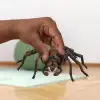 HP Aragog Oyuncak