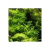 Hygrophila Difformis 4-6 Kök Canlı Bitki