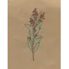 Independently published Materia Medica Herbalist Journal: A Personal Herb Tracking Notebook, Botanical Cover Design, DIY Botanical Directory for Herbal Studies, 105 8.5x11 pages