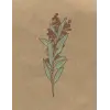 Independently published Materia Medica Herbalist Journal: A Personal Herb Tracking Notebook, Botanical Cover Design, DIY Botanical Directory for Herbal Studies, 105 8.5x11 pages