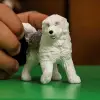 İngiliz Çoban Köpeği Oyuncak Figürü