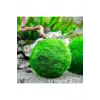 İthal Marimo Moss Ball 2-3 cm Yosun Topu Canlı Bitki 951512