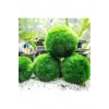 İthal Marimo Moss Ball 2-3 cm Yosun Topu Canlı Bitki 951512