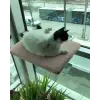 Kedi Cam Önü Oturma Platformu