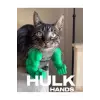 Kedi Hulk Kolu