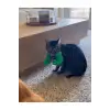 Kedi Hulk Kolu