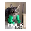 Kedi Hulk Kolu