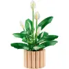 LEGO Botanicals Barış Çiçeği 11504