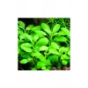Lobelia Cardinalis Saksı Canlı Bitki