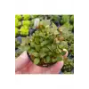 Ludwigia Mini Super Red Saksılı Canlı Bitki