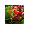 Ludwigia Mini Super Red Saksılı Canlı Bitki