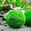 Marimo Moss Ball 3-4 Cm Yosun Topu Canlı Bitki