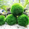 Marimo Moss Ball 3-4 Cm Yosun Topu Canlı Bitki