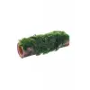 Marimo Moss Bambu Canlı Bitki