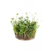 Marsilea Hirsuta In Vitro Canlı Bitki