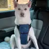 Mavi Medium çarpışma testli köpek göğüs tasması