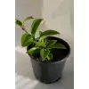 Mum Çiçeği Mavi Renk 10-15cm Ev Salon Bitkisi