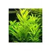 Nomaphila Siamensis Saksı Canlı Bitki TR-B098