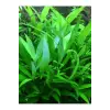 Nomaphila Siamensis Saksı Canlı Bitki TR-B098