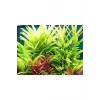 Nomaphila Siamensis Saksı Canlı Bitki TR-B098