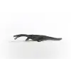 Notozorus