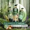 Olive Vücut Losyonu 490 Ml