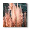 Pampas Otu Tablosu 30 x 30