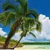 Paradise Palm 2000 Parça Panorama Puzzle