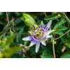 Passiflora Çiçeği Tohumu + 5 Saksı
