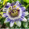 Passiflora Çiçeği Tohumu + 5 Saksı