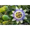 Passiflora Çiçeği Tohumu + 5 Saksı