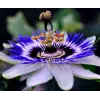 Passiflora Çiçeği Tohumu + 5 Saksı