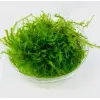 Peacock Moss Kutu Canlı Bitki