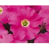 Pembe Petunya 20 Tohum